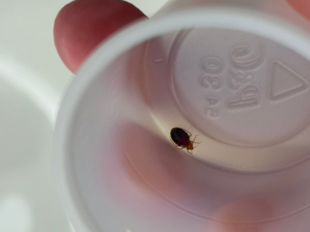 斯普林菲尔德霍利奥克万枫酒店及套房主图
