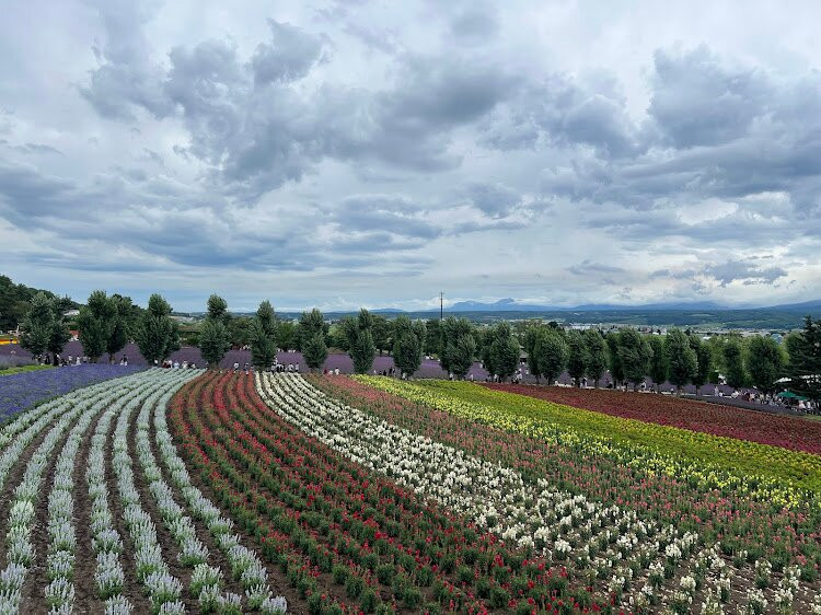 富田农场-中富良野町必去景点