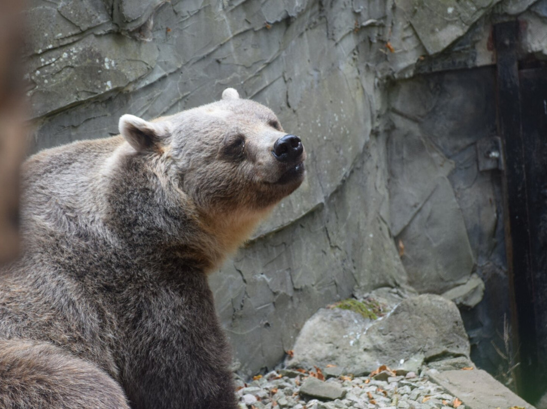 Welsh Mountain Zoo-科尔温湾必去景点