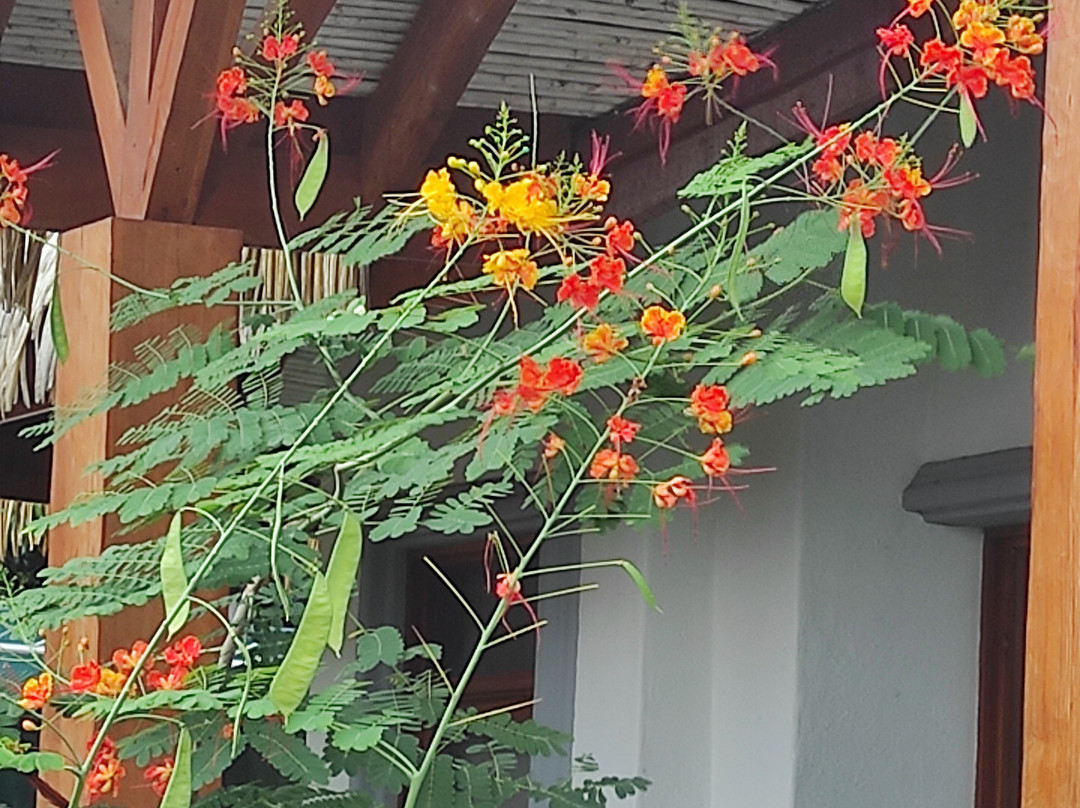 Palmetto Lodge主图