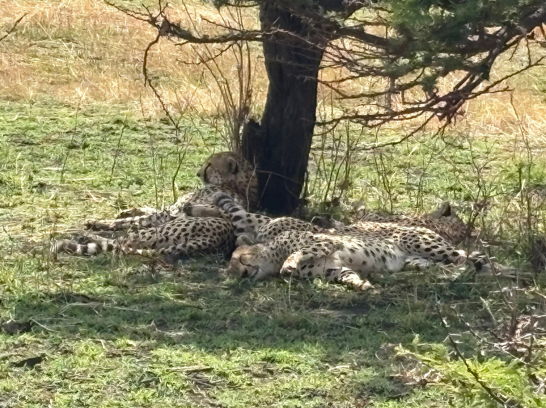 Furahia Tanzania Safari & Trekking Ltd-阿鲁沙必去景点