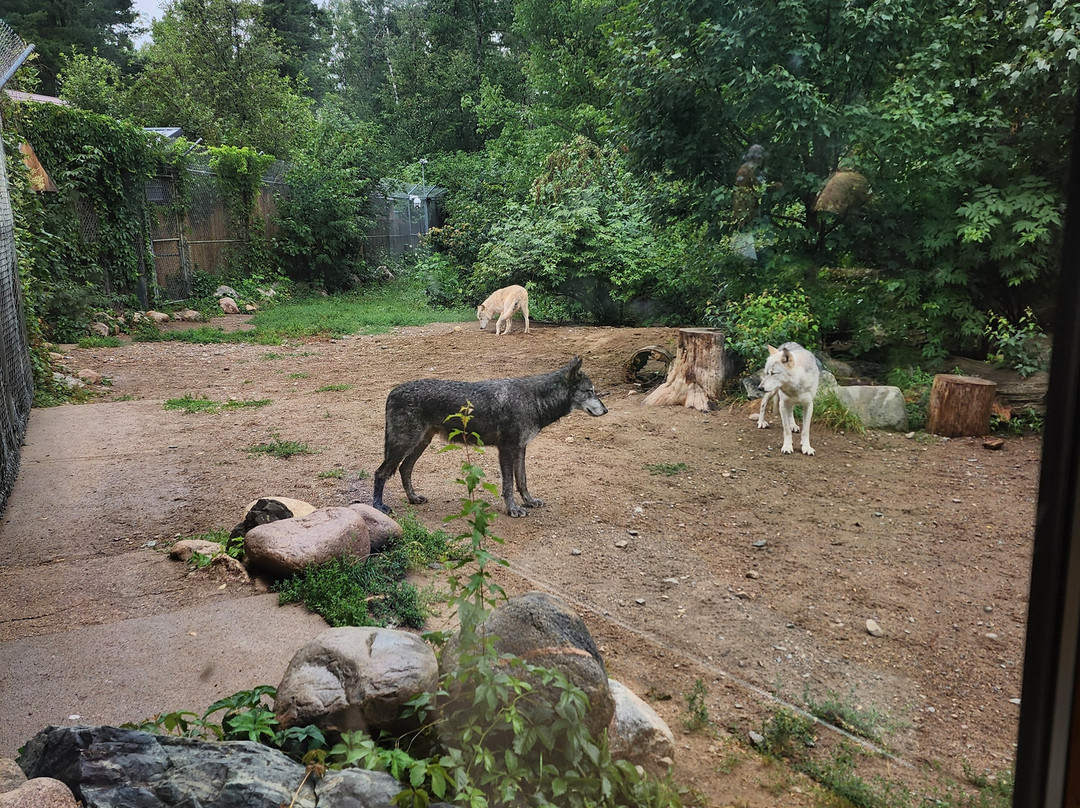 International Wolf Center-伊利必去景点