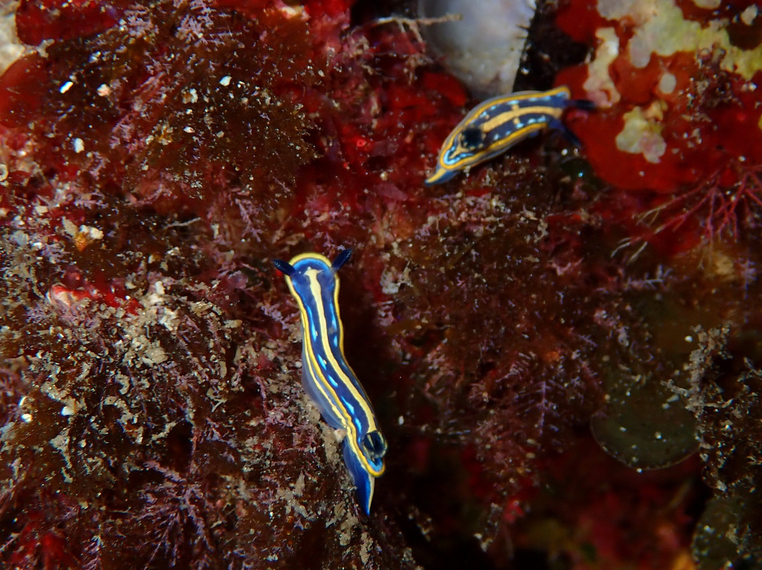 Capo Galera Diving Center-阿尔盖罗必去景点