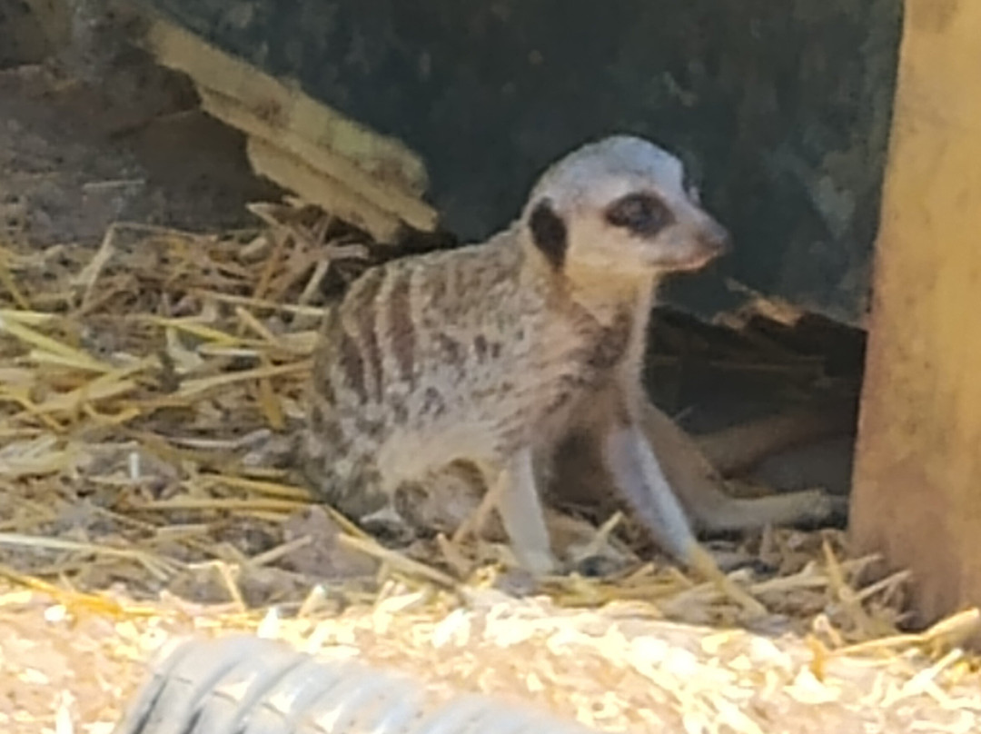 Exotic Pet Refuge-彼得伯勒必去景点