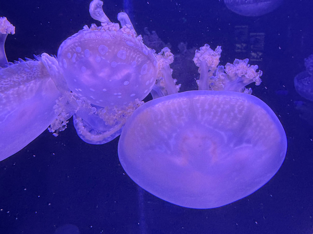 Jellyfish Museum-庞帕诺比奇必去景点