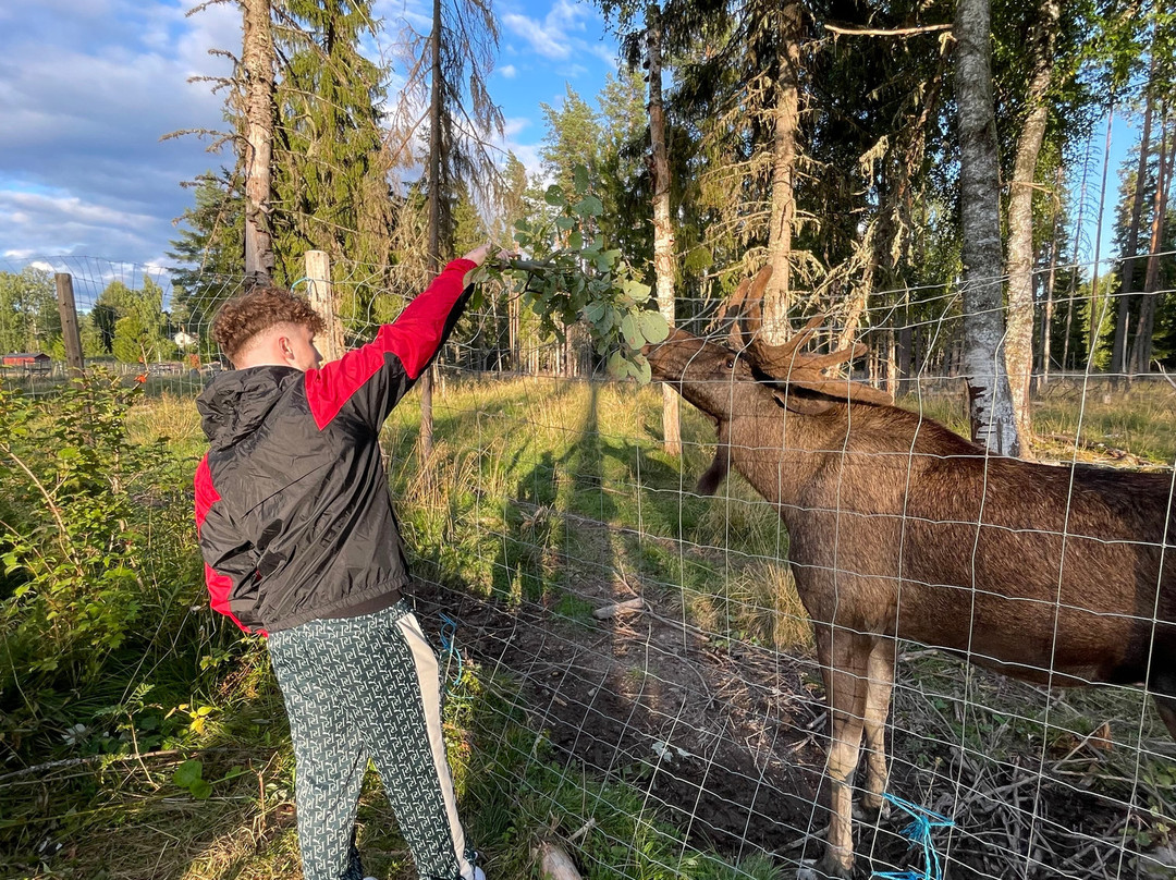 Varmlands Moose Park-Eksharad必去景点