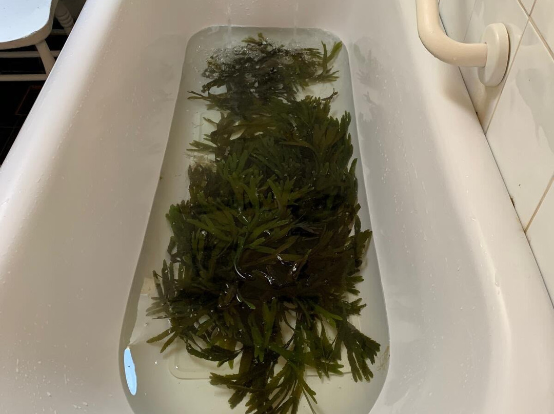 Collin's Seaweed Baths-Ballybunion必去景点