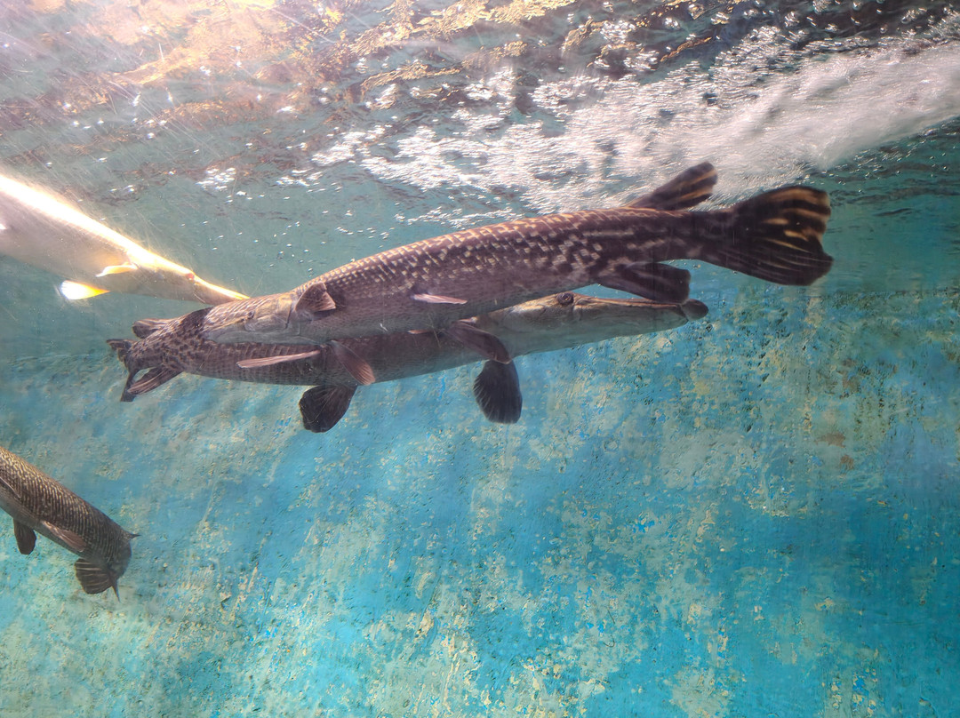 Lokaranjan Aqua World Underwater Zoo-迈索尔必去景点