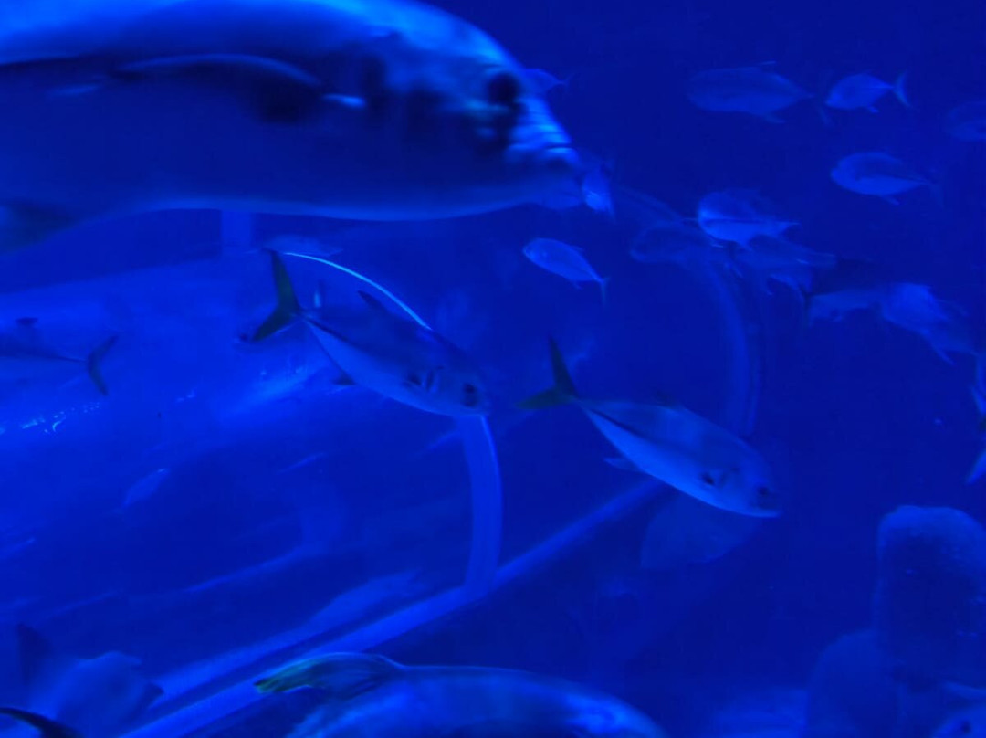 AquaRio-里约热内卢必去景点