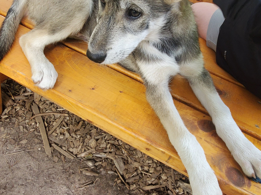 MIDOG - Michigan's Summer Sled Dog Center-Newberry必去景点