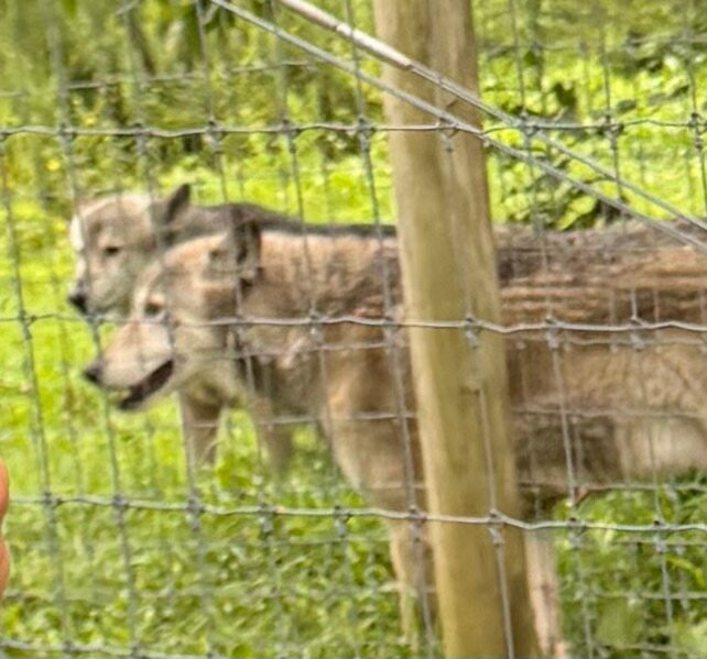 Wolf Sanctuary of PA-利蒂茨必去景点
