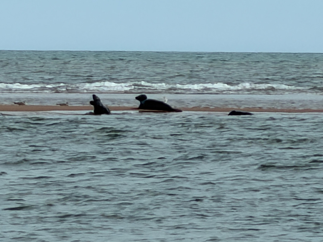Newburgh Seals Beach-Newburgh必去景点