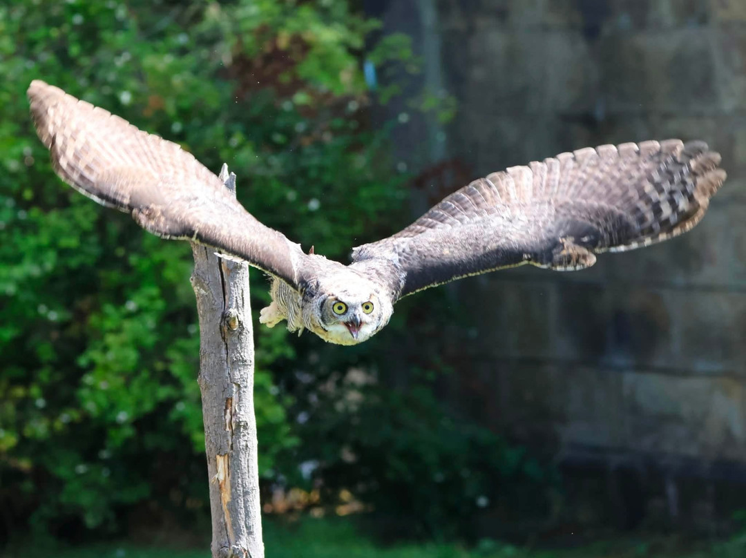 Birds of Prey at Swinton Estate-马沙姆必去景点