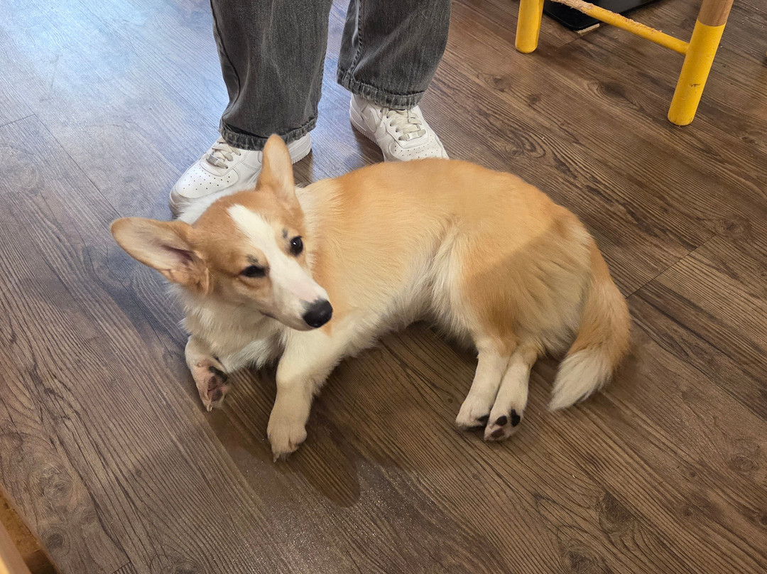 Corgi Cafe