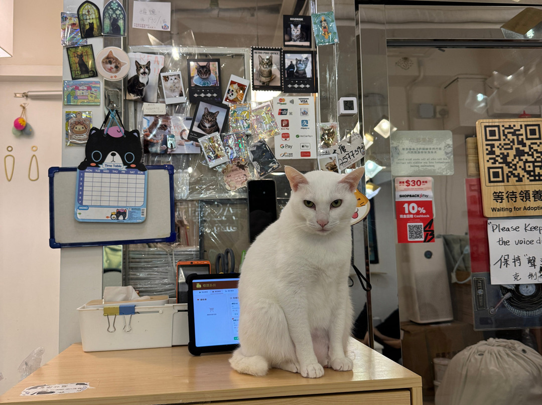 猫之茶房-香港必去景点