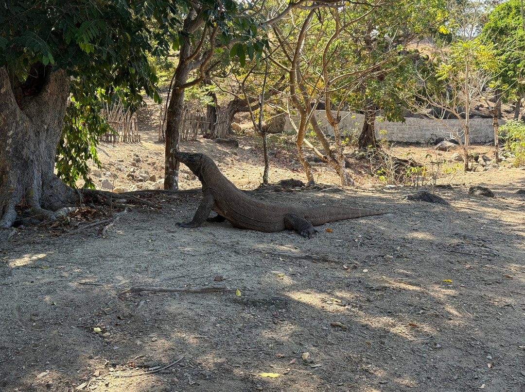 Komodo Island-科莫多国家公园必去景点