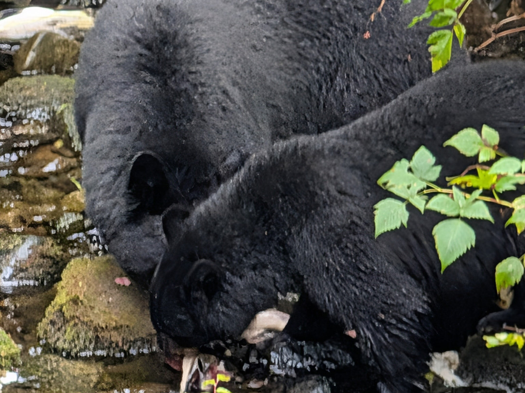 Alaska Rainforest Sanctuary-凯奇坎必去景点