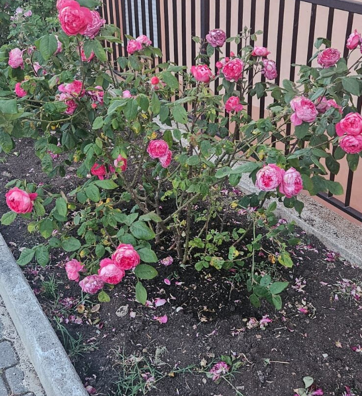 皮亚尼西酒店主图