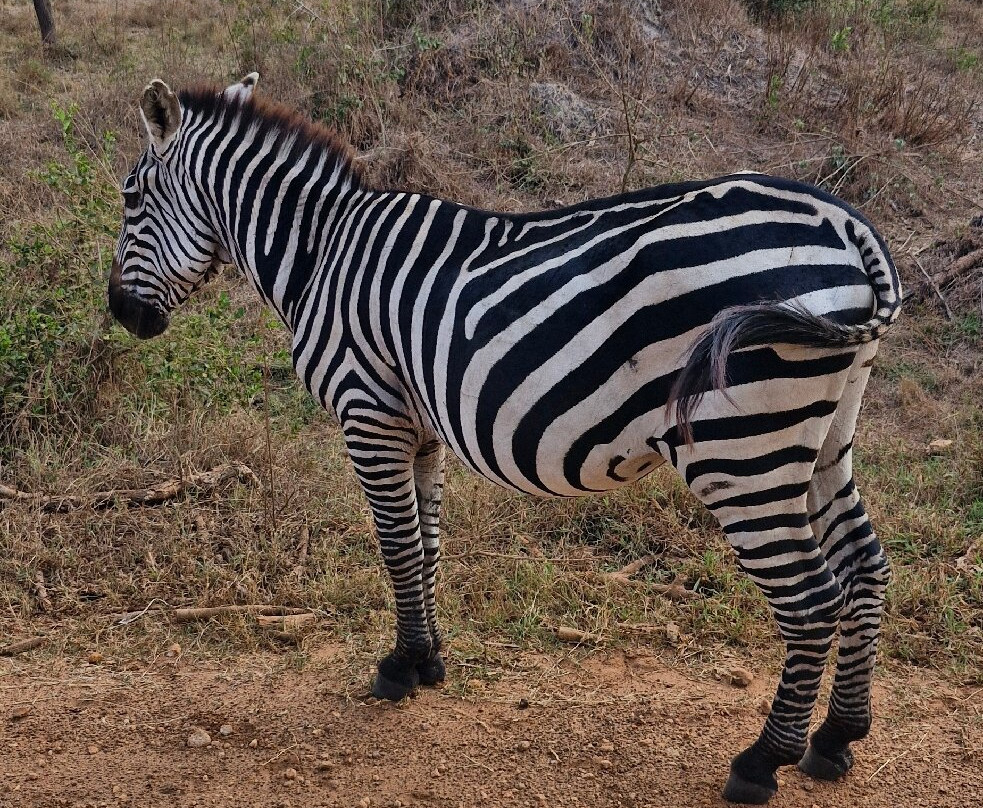 Nkuringo Safaris-布恩迪难以穿越的国家公园必去景点