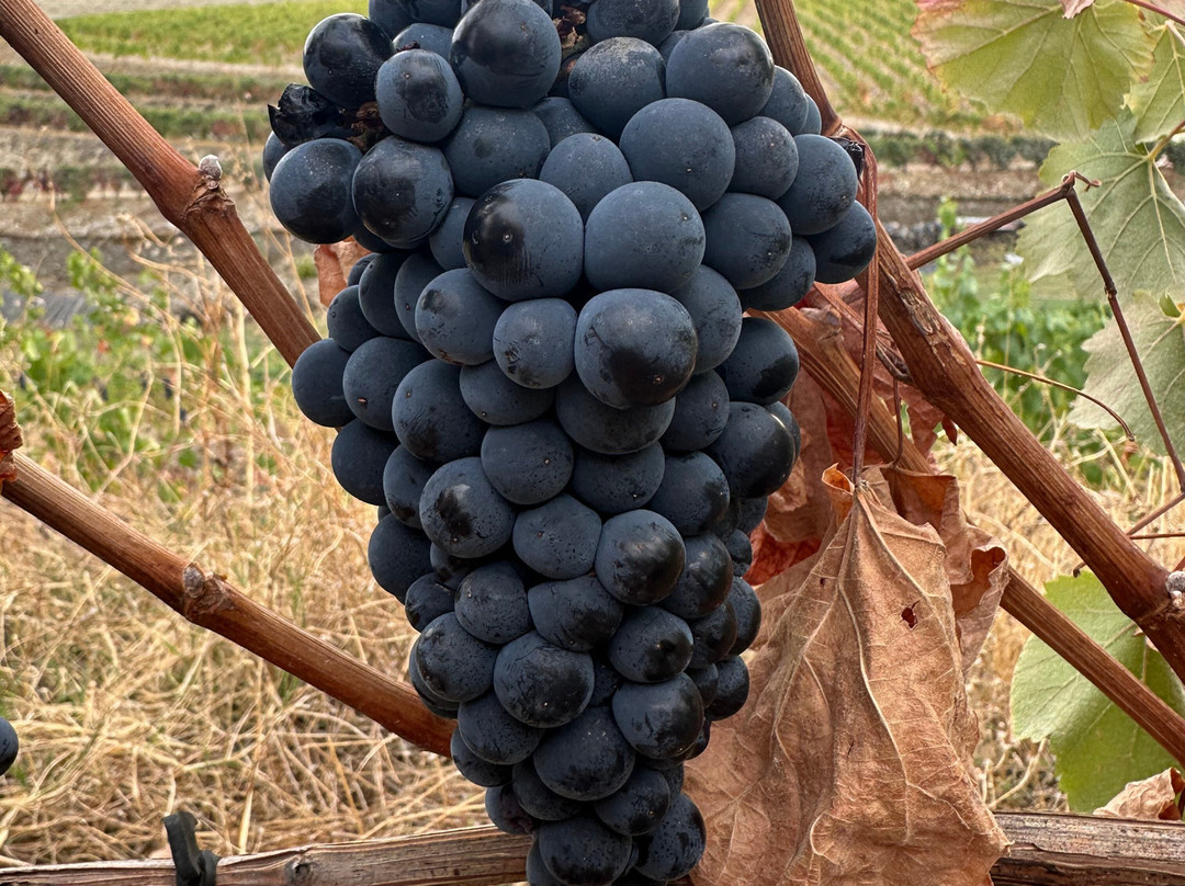 Quinta da Padrela-Tabuaco必去景点
