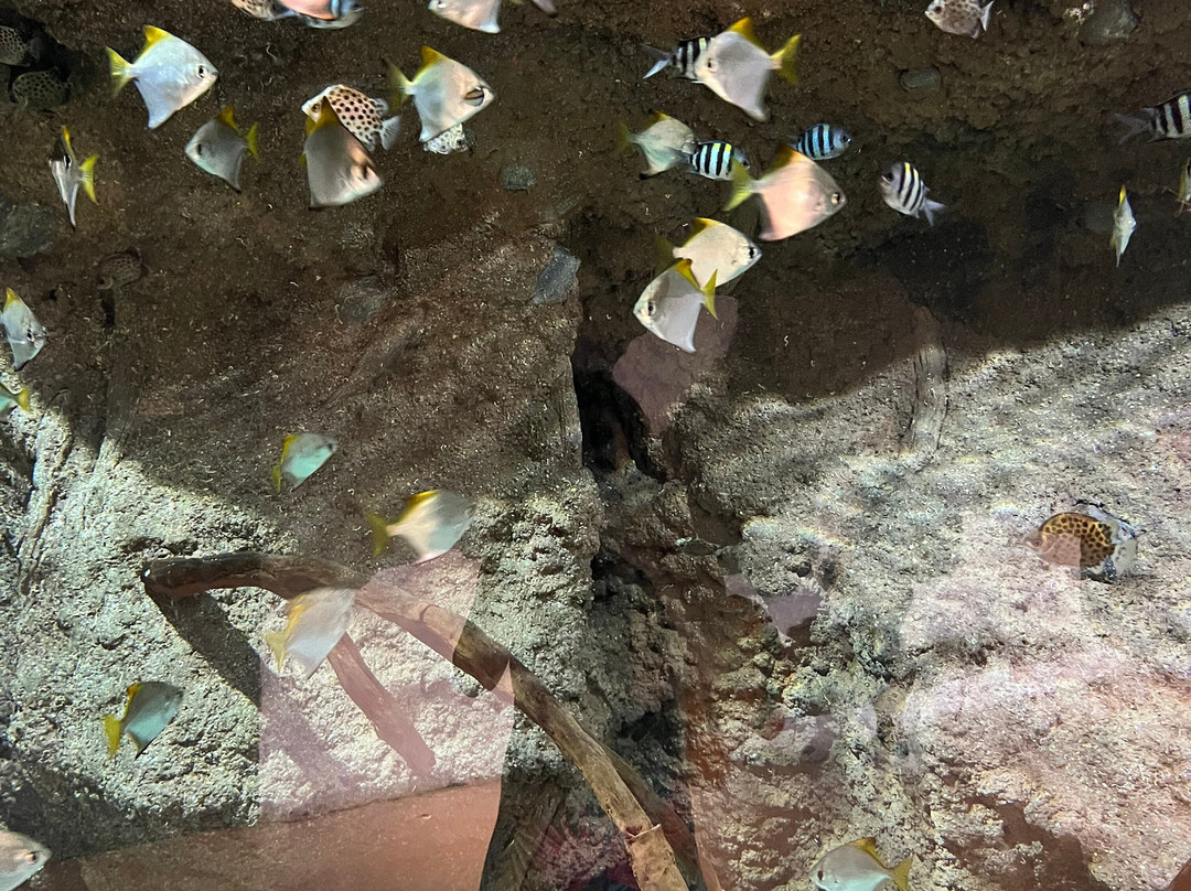 Lanzarote Aquarium-科斯塔特吉塞必去景点