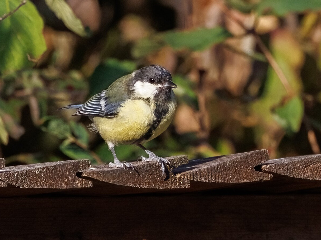 Hungarianbirdwatching.com Day Tours-布达佩斯必去景点