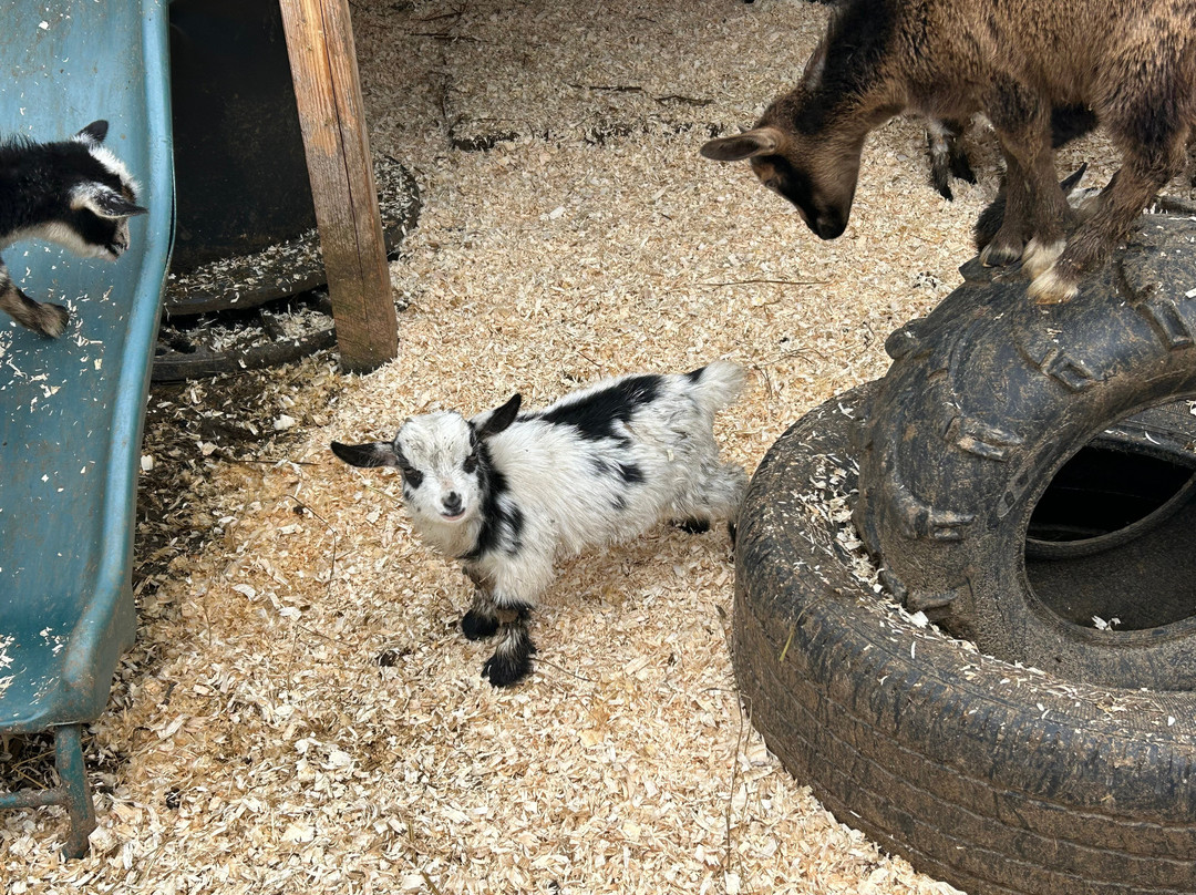 Robbins Family Farm-Deer Lake必去景点
