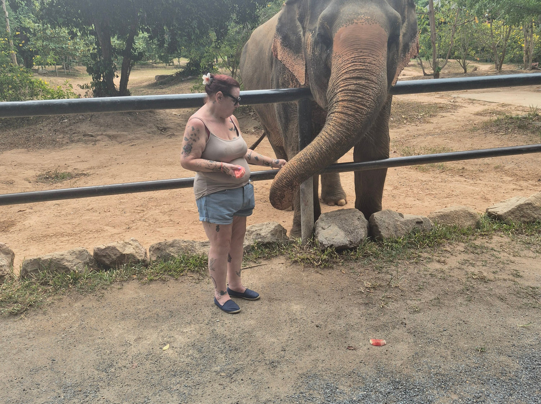 Samui Elephant Sanctuary-波普特必去景点