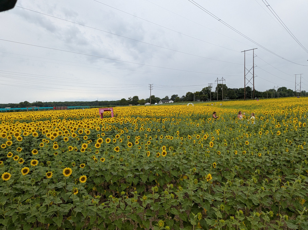 Happy Day Farm