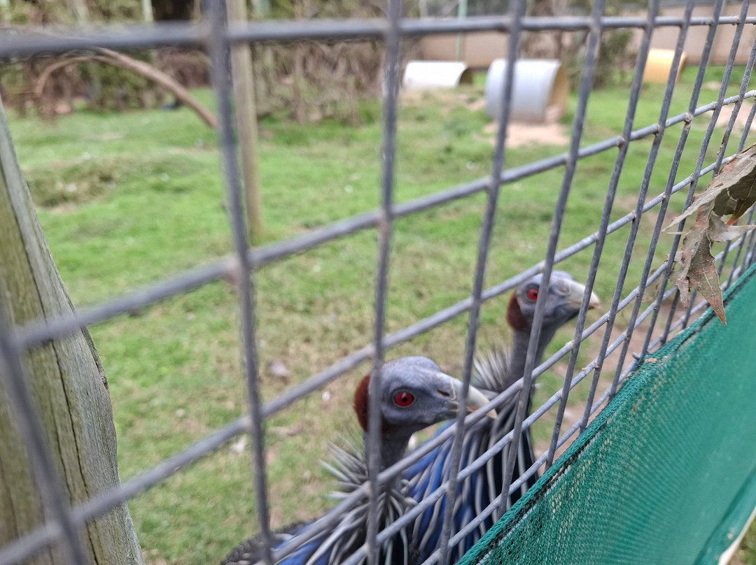 African Dawn Bird and Wildlife Sanctuary-Thornhill必去景点