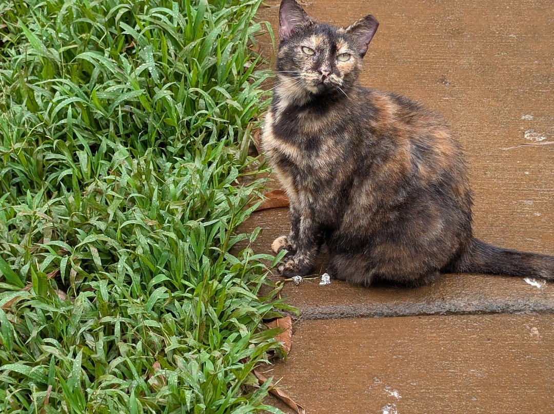 Surf Cat Ranch - Maui Cat Sanctuary-海库必去景点