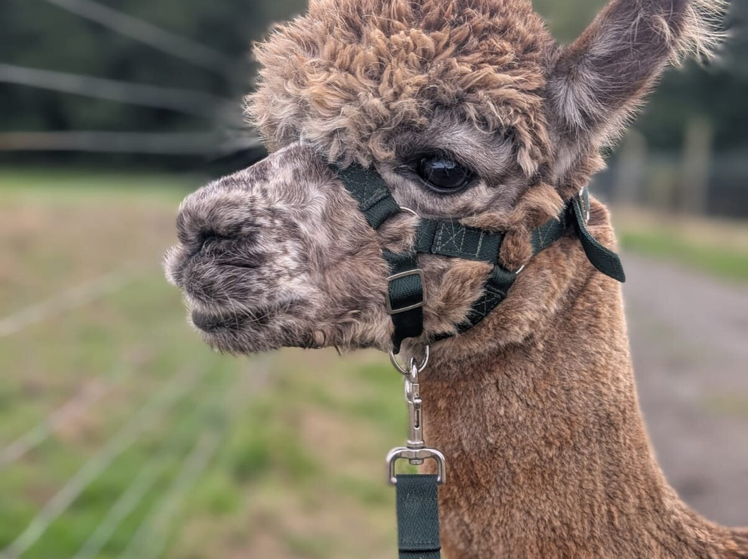 Popham Farm Alpaca Trekking-索尔塔什必去景点
