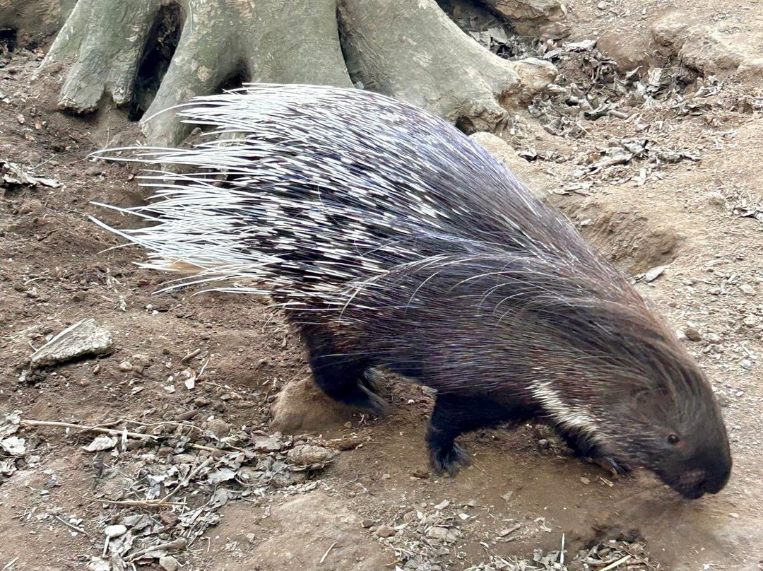 Bridlington Animal Park-布里德灵顿必去景点