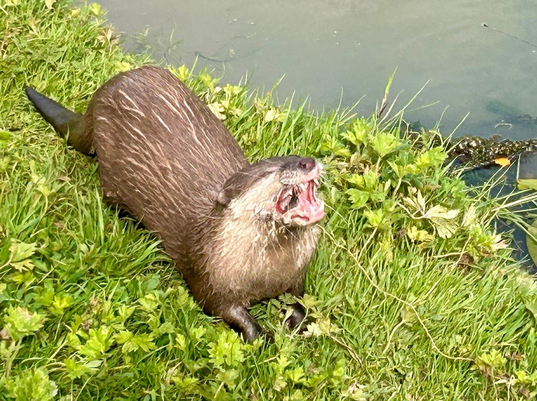 Bridlington Animal Park-布里德灵顿必去景点