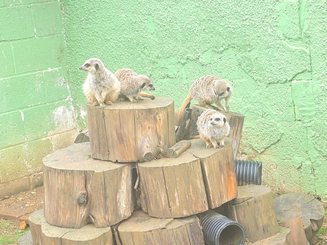 Exotic Pet Refuge-彼得伯勒必去景点