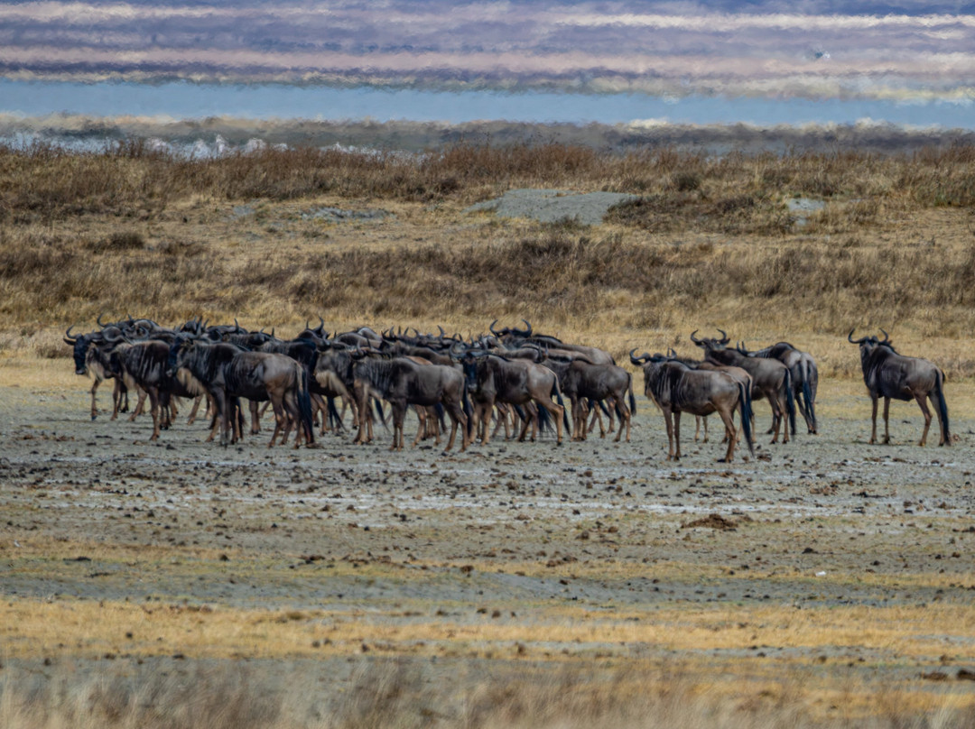 Ngorongoro Crater-恩戈罗恩戈罗保护区必去景点