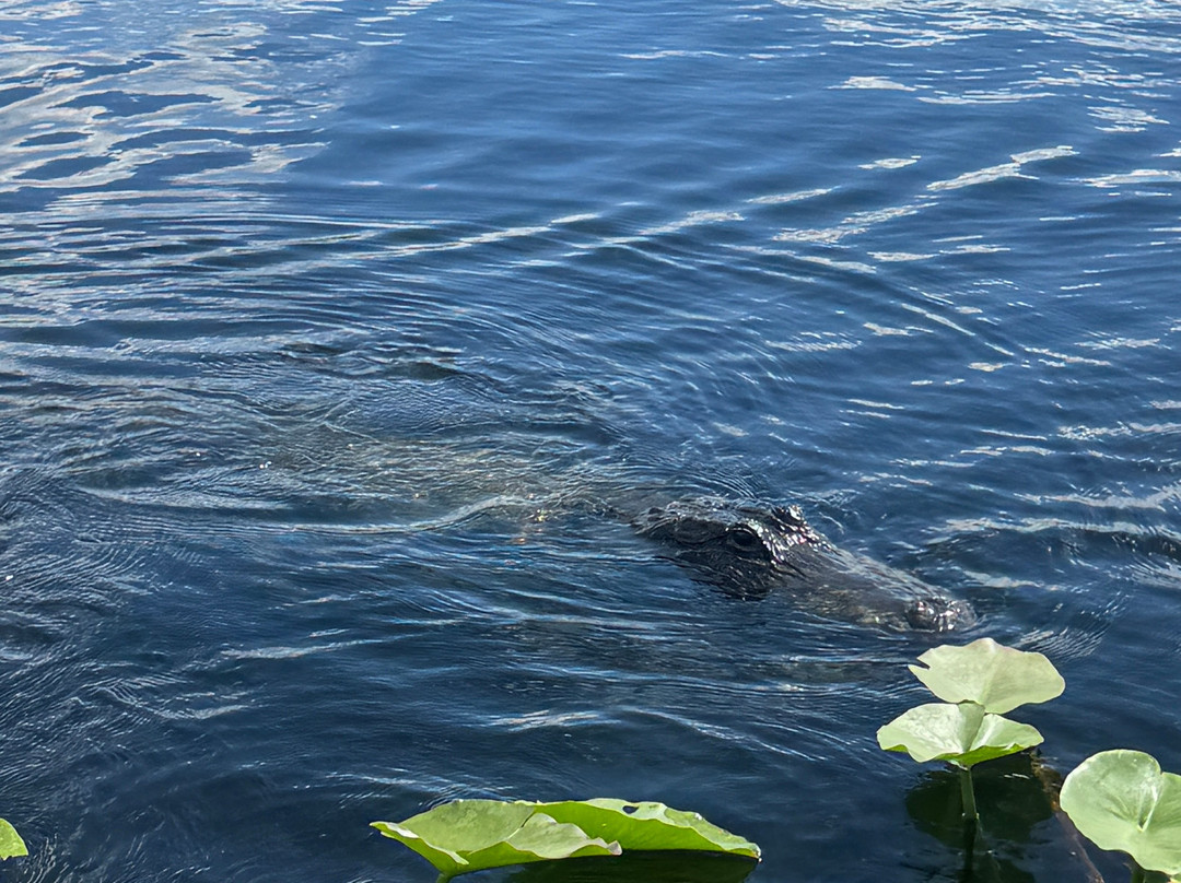 Everglades Swamp Tours-Everglades Wildlife Management Area必去景点
