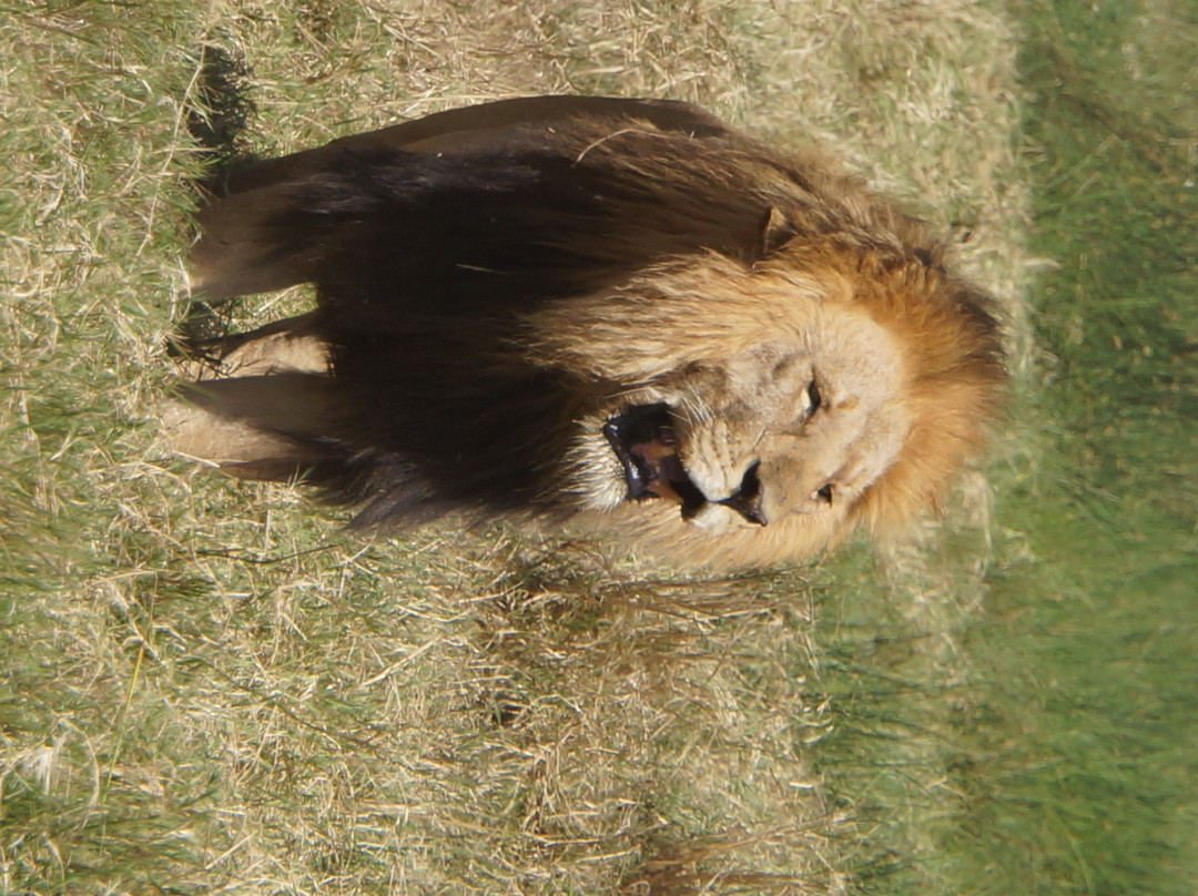 Tanzania-Experience-阿鲁沙必去景点