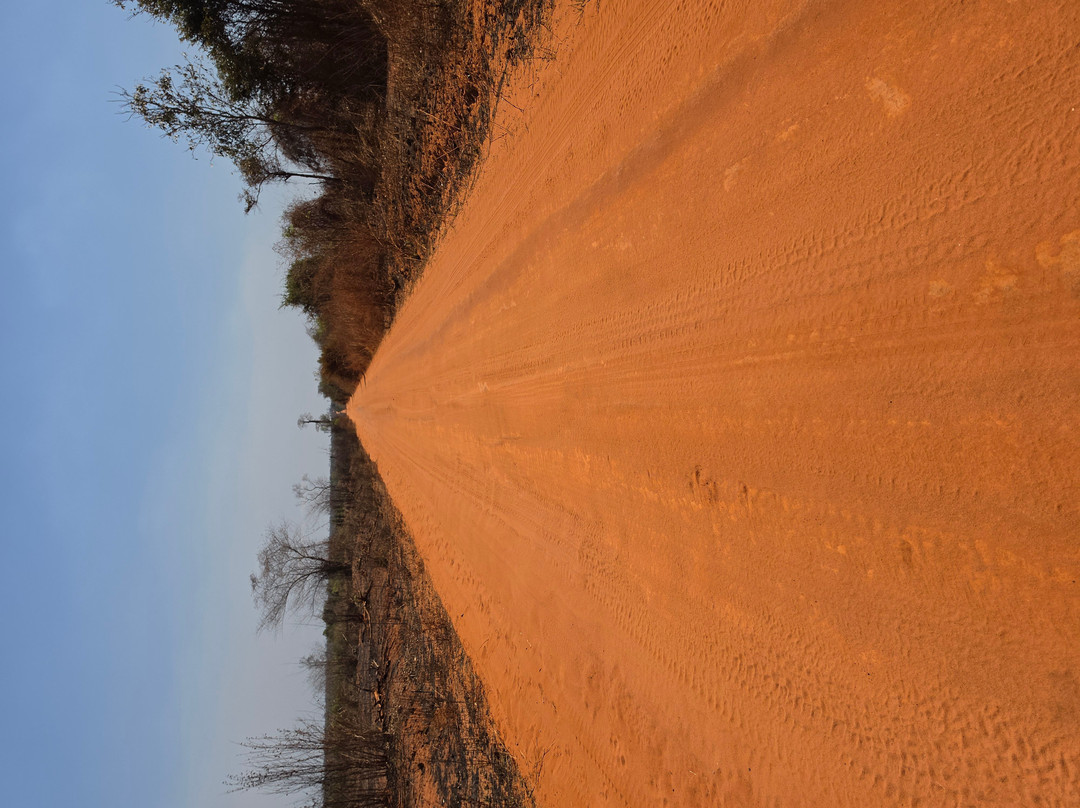 Avenue of the Baobabs-Morondava必去景点