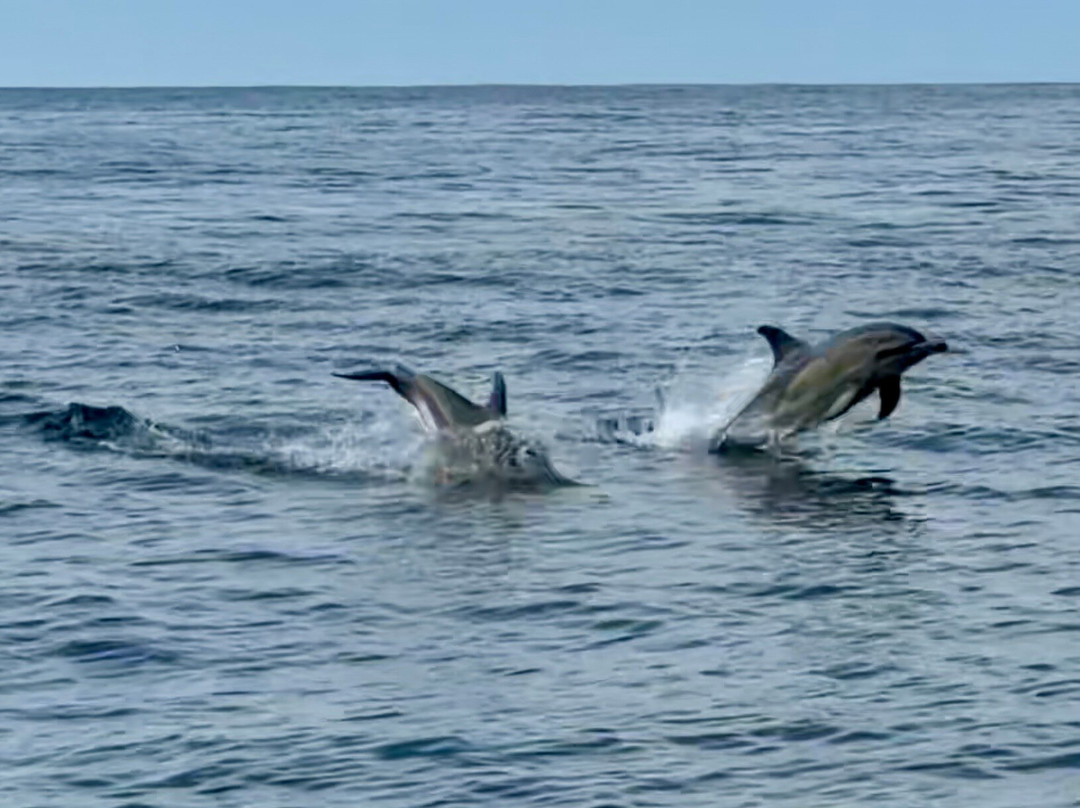 West Cork Ocean Tours-Union Hall必去景点
