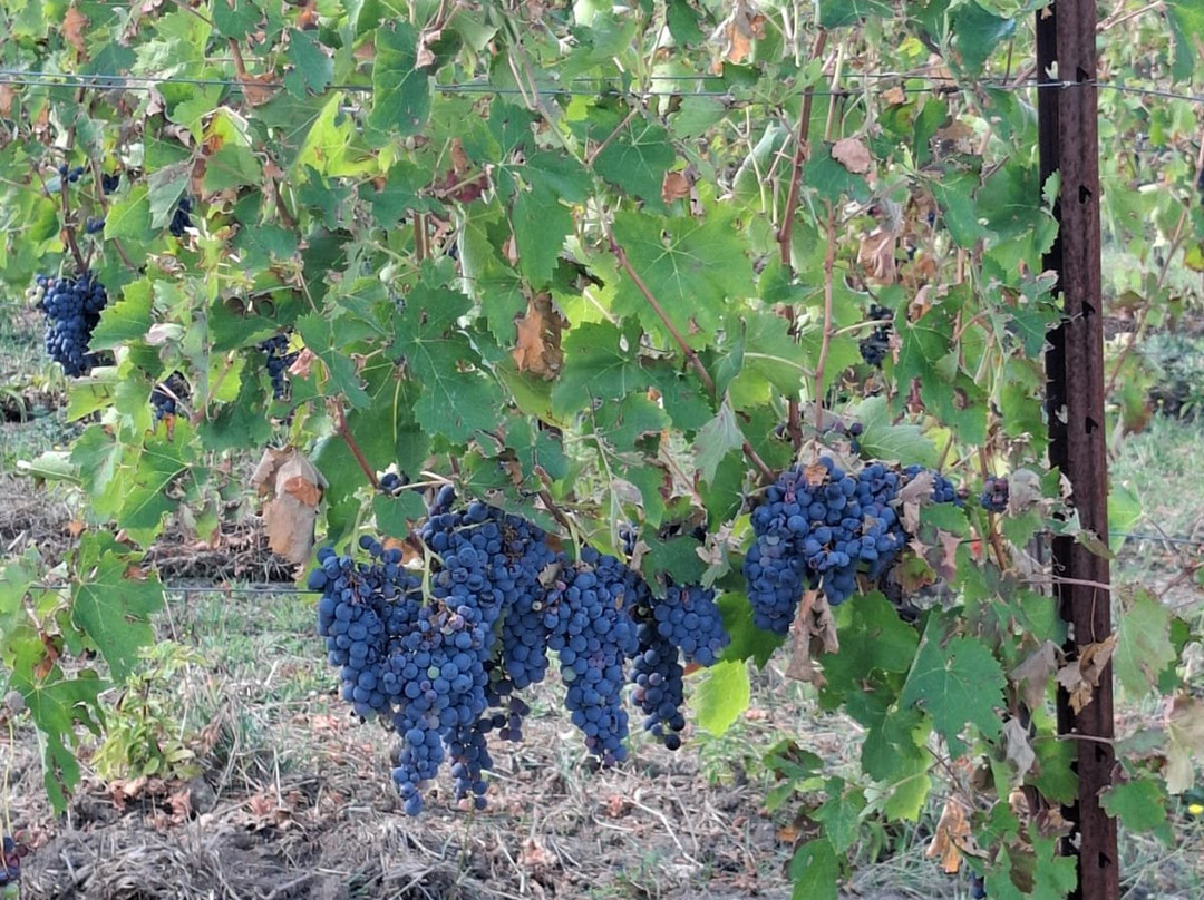 Vigna Ciampa Matteis