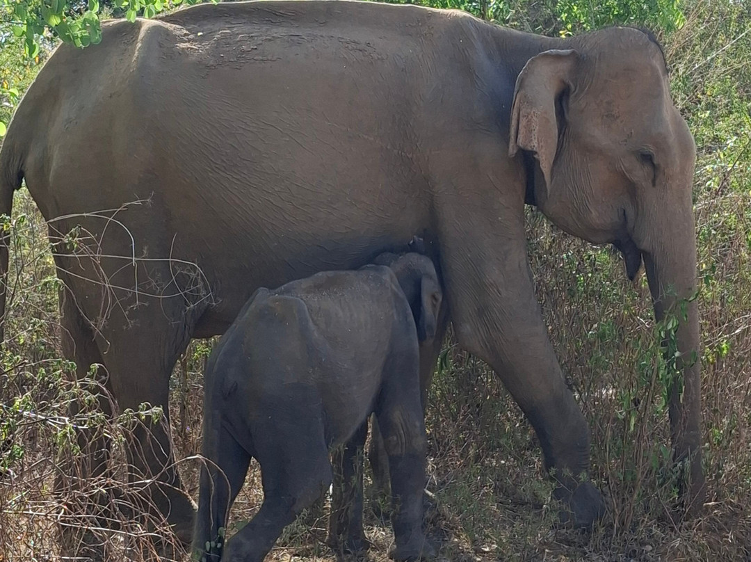 Udawalawe Lahiru Safari Guide Tours-乌达瓦拉维国家公园必去景点