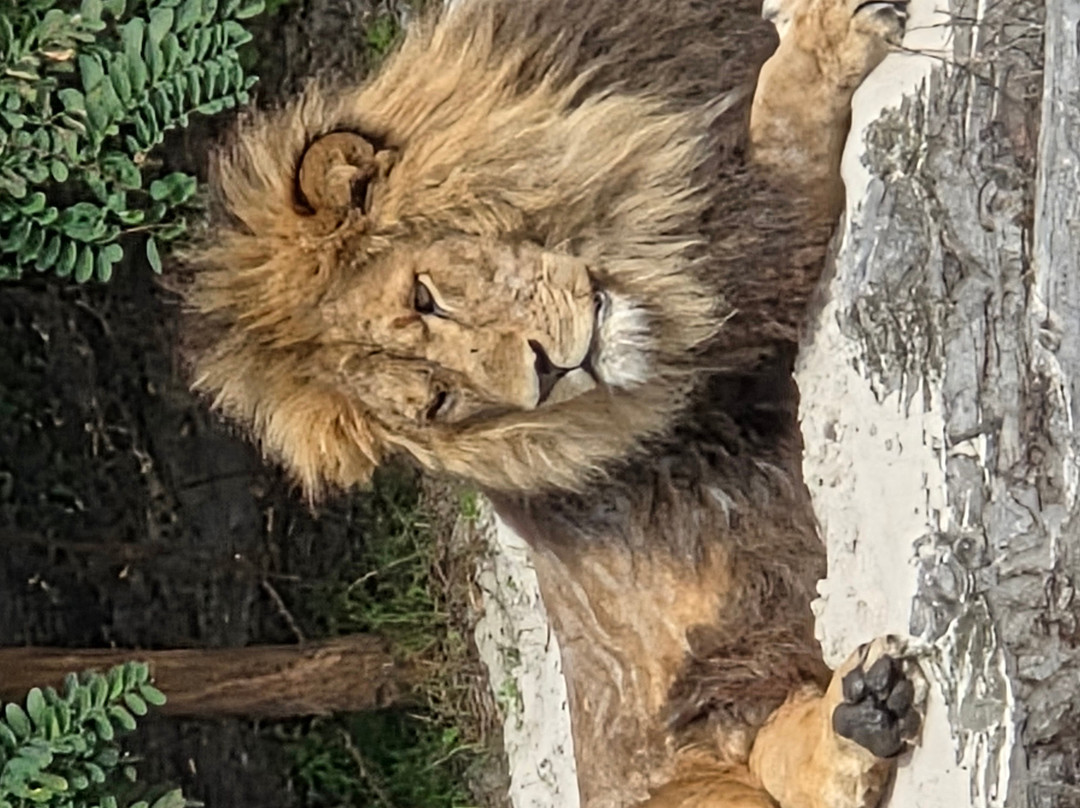 Wildlands Adventure Zoo Emmen-Emmen必去景点