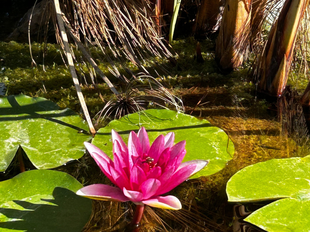 Jardín Botánico de Sóller-索耶尔必去景点