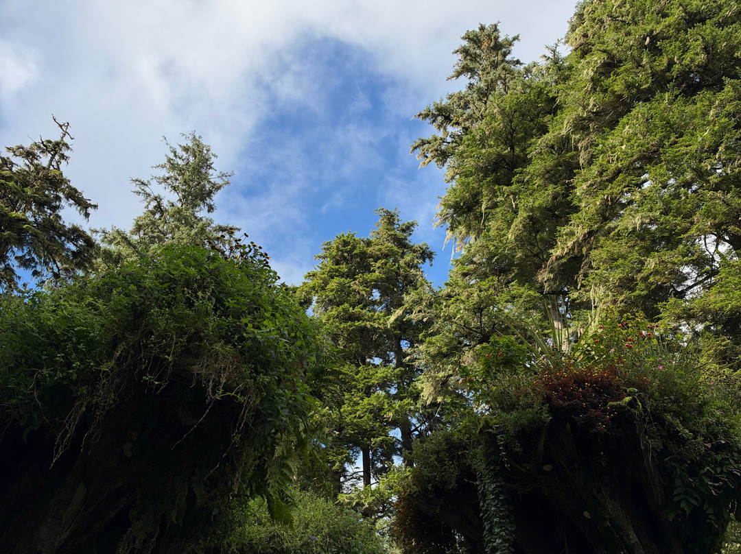 Glacier Gardens Rainforest Adventure-朱诺必去景点