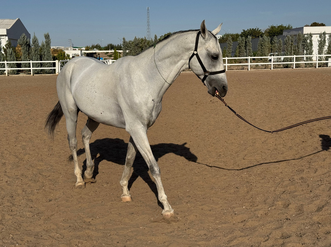 Ashgabat hippodrome-阿什哈巴德必去景点