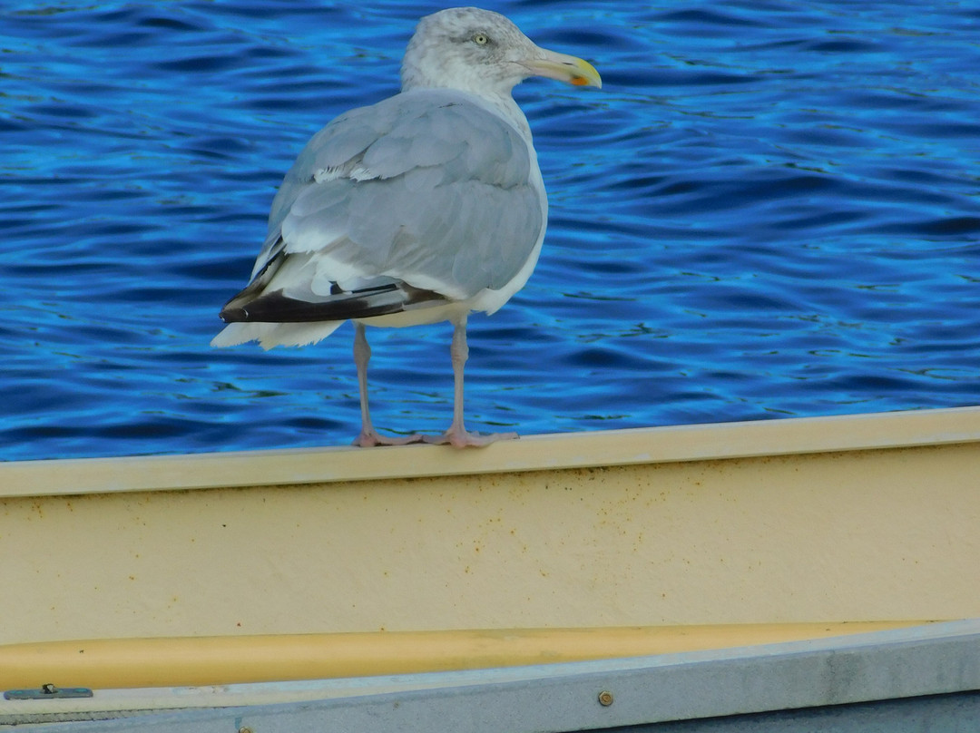 Richard Carver Harbor Park-Owls Head必去景点