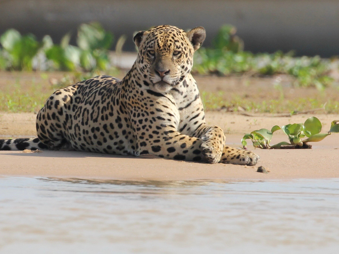 Journey With Jaguars-Porto Jofre必去景点