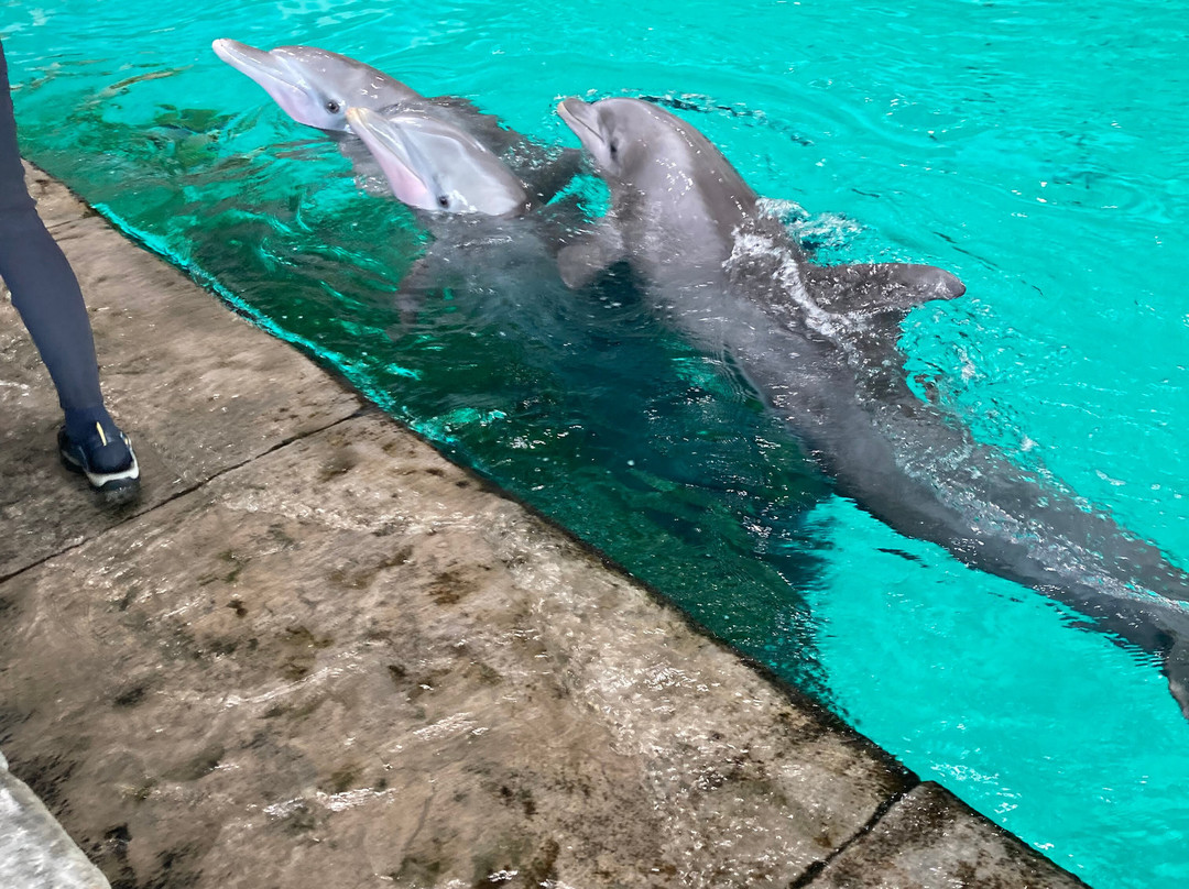 SeaWorld Yas Island Abu Dhabi-阿布扎比必去景点