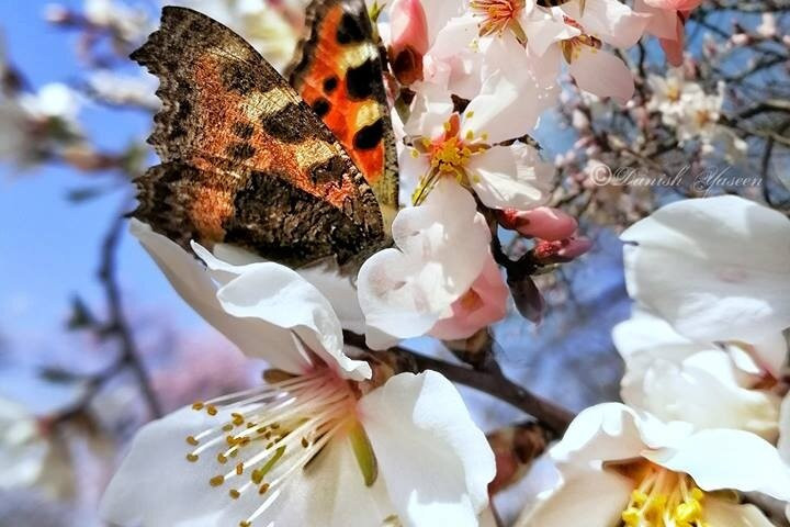 Ohana Holidays-斯利那加必去景点